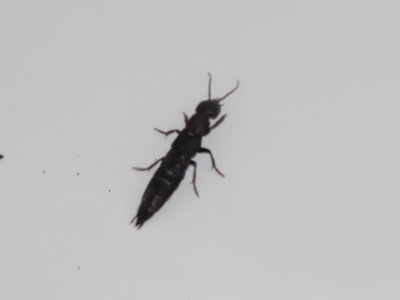 Ocypus sp. che entrano in casa